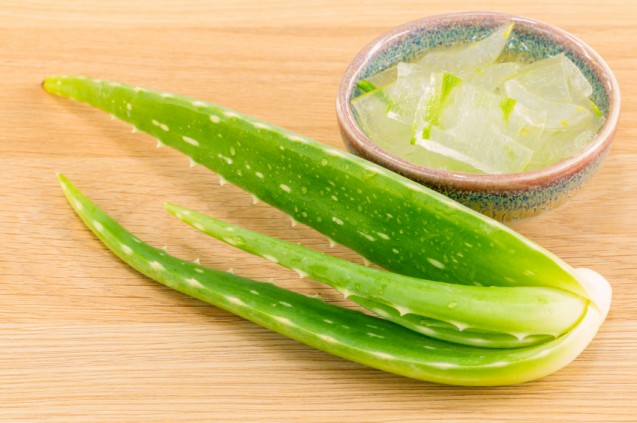 Lidah buaya
